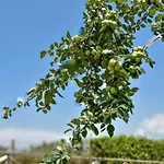 Terre Di Nacchia