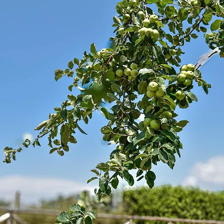 Terre Di Nacchia