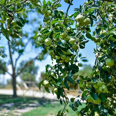 Terre Di Nacchia *