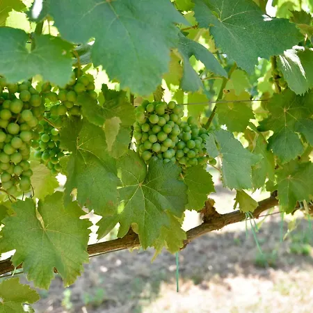 Terre Di Nacchia *