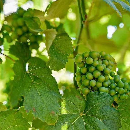 Terre Di Nacchia Kemp *