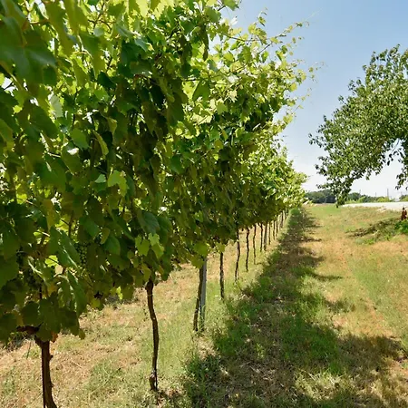 Terre Di Nacchia キャンプ場